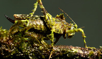 Messy katydiot - Costa Rica