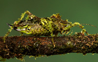Messy katydiot - Costa Rica