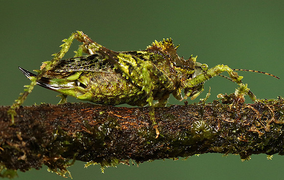Messy katydiot - Costa Rica