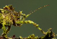 Messy katydiot - Costa Rica