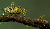 Messy katydiot - Costa Rica