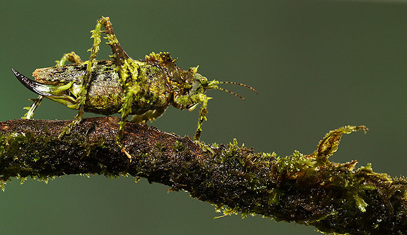 Messy katydiot - Costa Rica