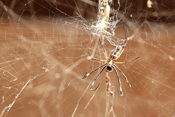 Spider - Senegal