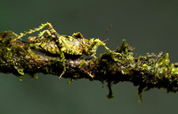 Messy katydiot - Costa Rica