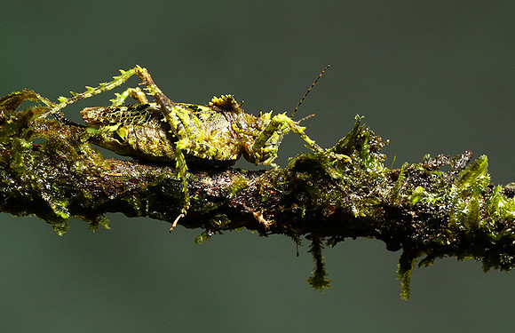 Messy katydiot - Costa Rica