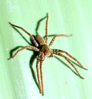 Spiders in Costa Rica