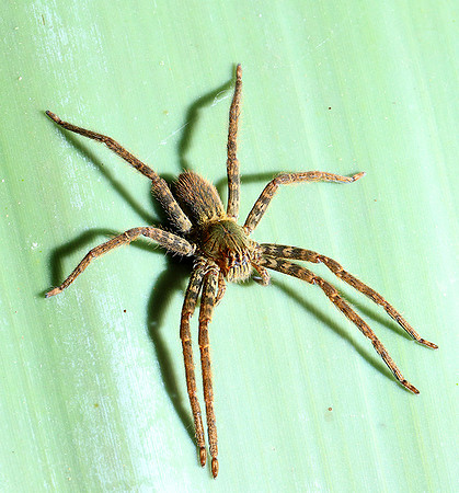 Spiders in Costa Rica