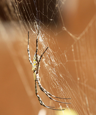 Senegal : spider close-up