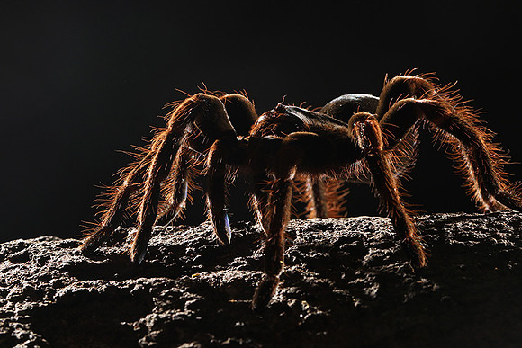 Orange-knee tarentula