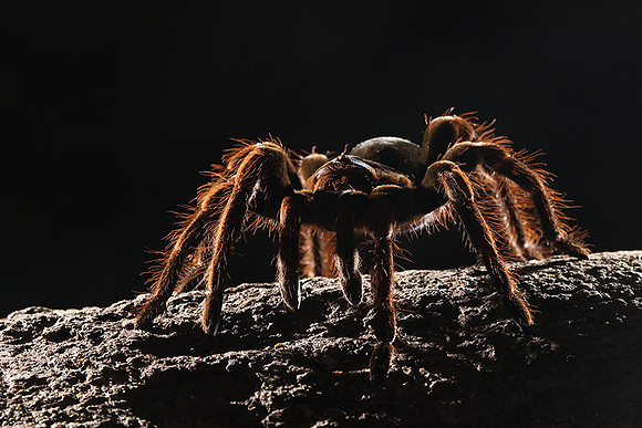 Orange-knee tarentula