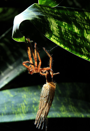 Spiders in Costa Rica