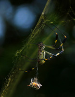 Spiders in Costa Rica
