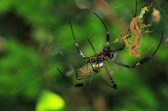 Spiders in Costa Rica