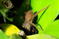 Spiders in Costa Rica