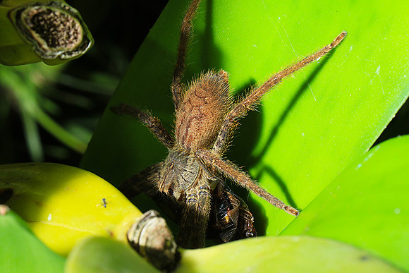 Spiders in Costa Rica