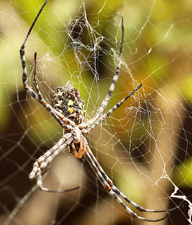 Senegal : spider close-up