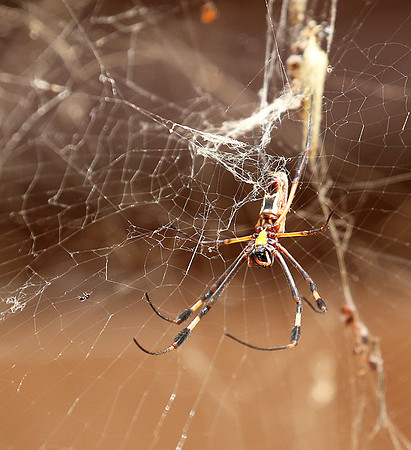 Spider - Senegal