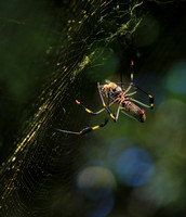 Spiders in Costa Rica