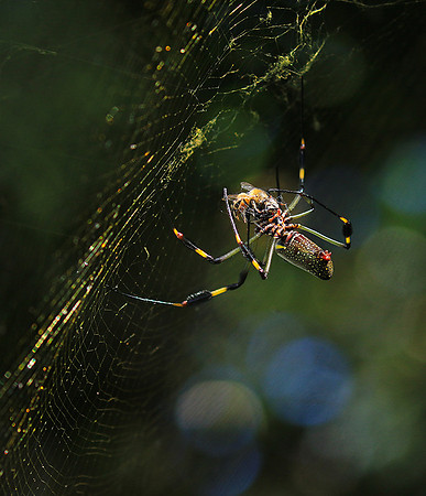 Spiders in Costa Rica