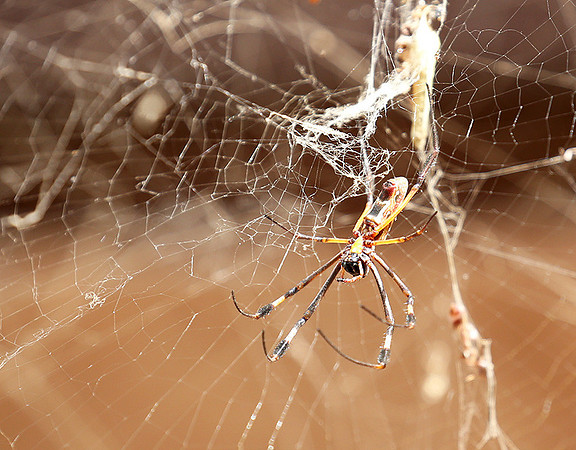 Spider - Senegal