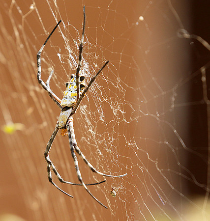Senegal : spider close-up
