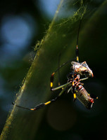 Spiders in Costa Rica