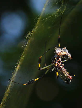 Spiders in Costa Rica