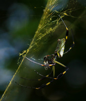 Spiders in Costa Rica