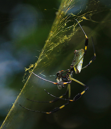 Spiders in Costa Rica