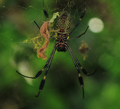 Spiders in Costa Rica