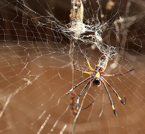 Spider - Senegal