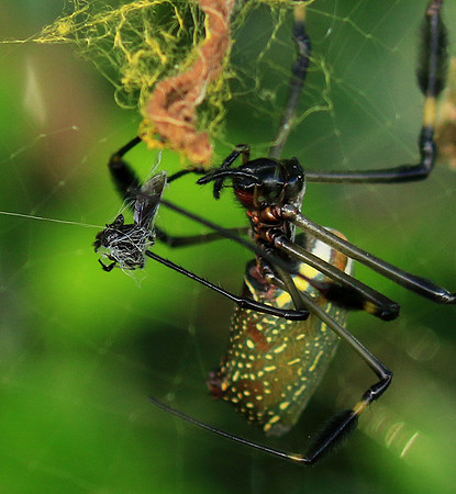 Spiders in Costa Rica