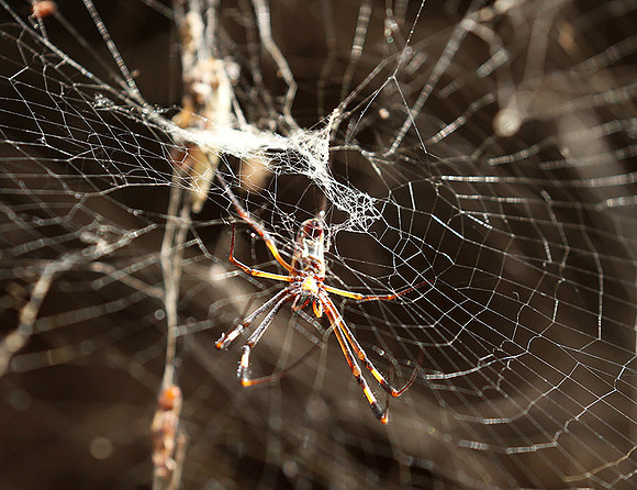 Spider - Senegal