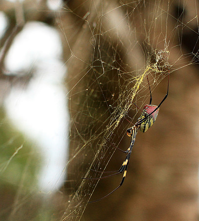 Spider - Myanmar