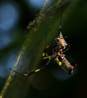 Spiders in Costa Rica