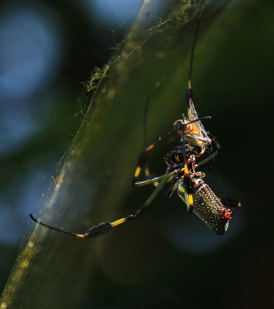 Spiders in Costa Rica