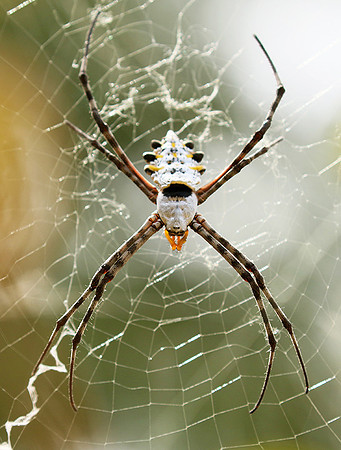 Senegal : spider close-up