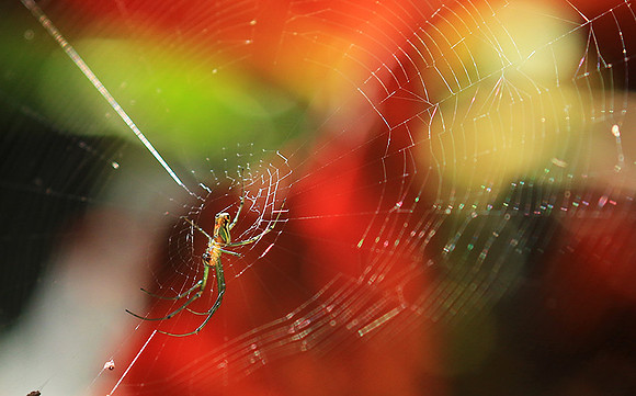 Spider