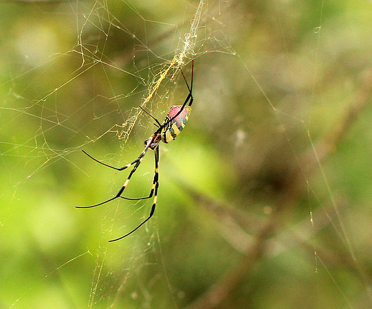 Spider - Myanmar