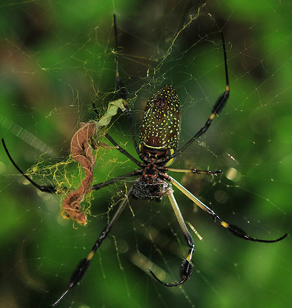 Spiders in Costa Rica