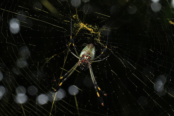 Spiders in Costa Rica