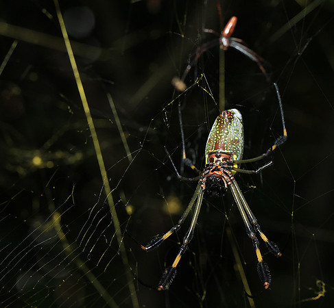 Spiders in Costa Rica
