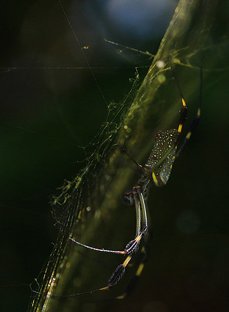 Spiders in Costa Rica
