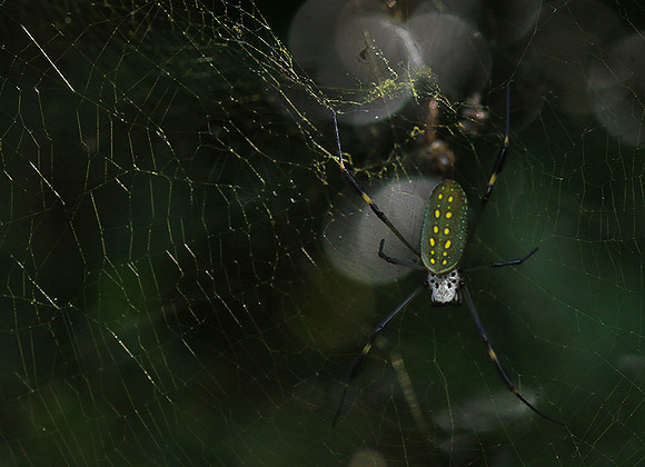 Spiders in Costa Rica