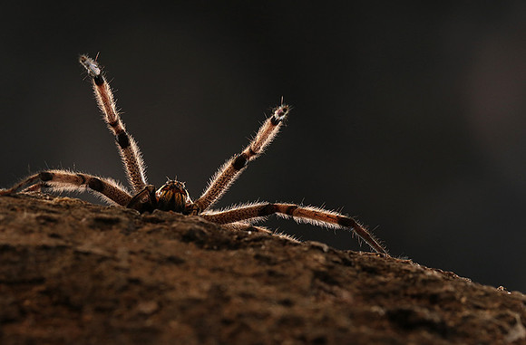 Bromela spider