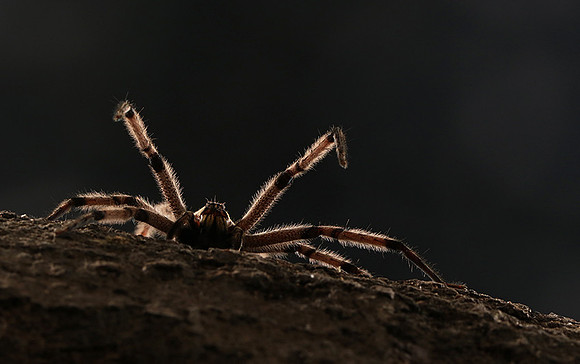 Bromela spider