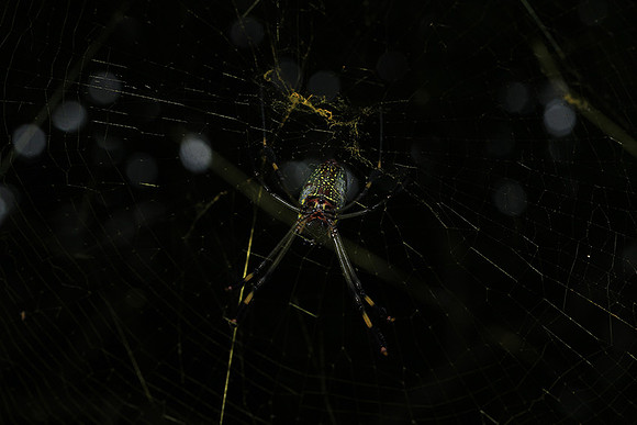Spiders in Costa Rica