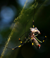Spiders in Costa Rica
