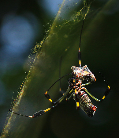 Spiders in Costa Rica