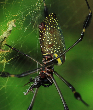 Spiders in Costa Rica
